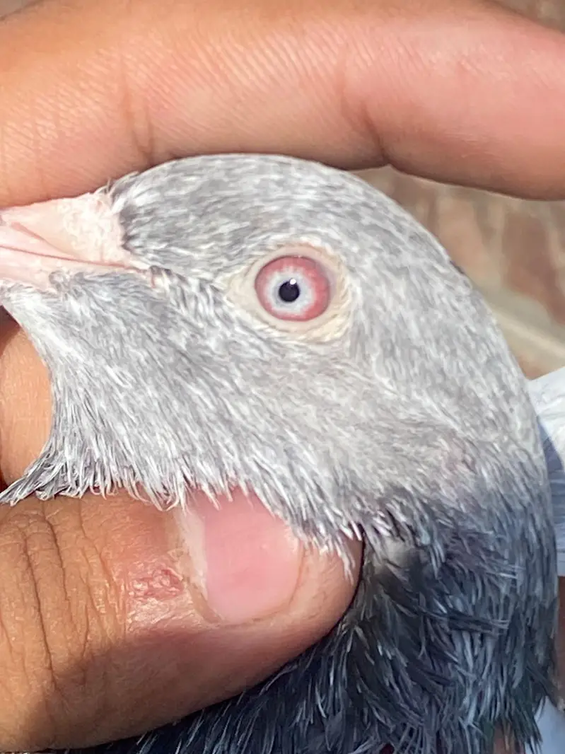 GOLDEN BREEDER MAIL TOP QUALITY BIRD — photo 5