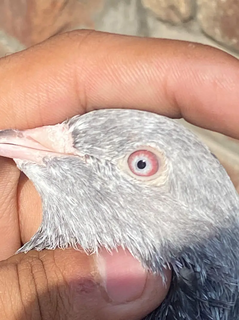 GOLDEN BREEDER MAIL TOP QUALITY BIRD — photo 6