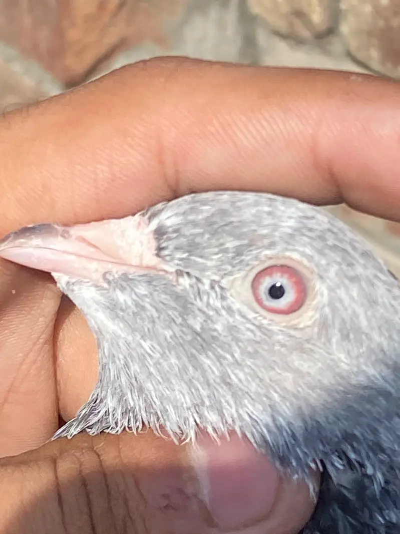 GOLDEN BREEDER MAIL TOP QUALITY BIRD — photo 7