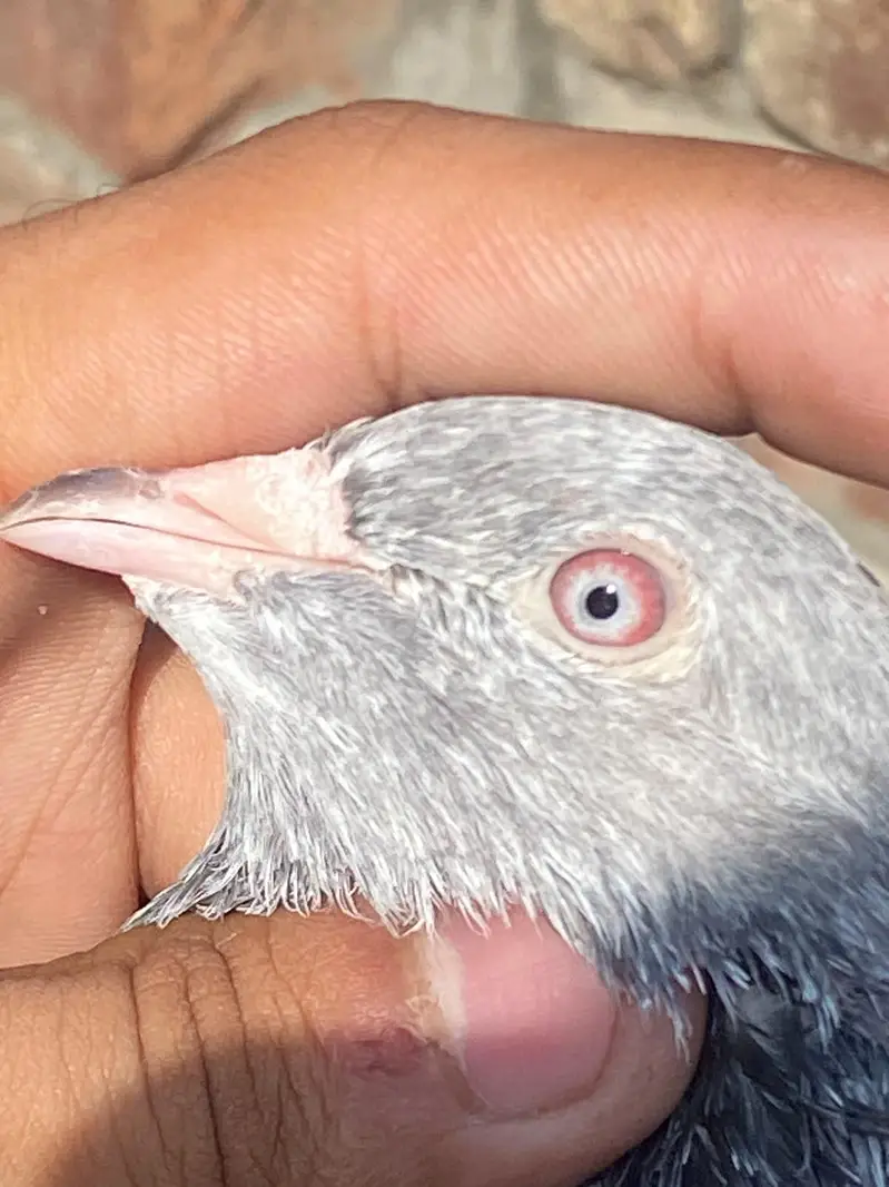 GOLDEN BREEDER MAIL TOP QUALITY BIRD — photo 8
