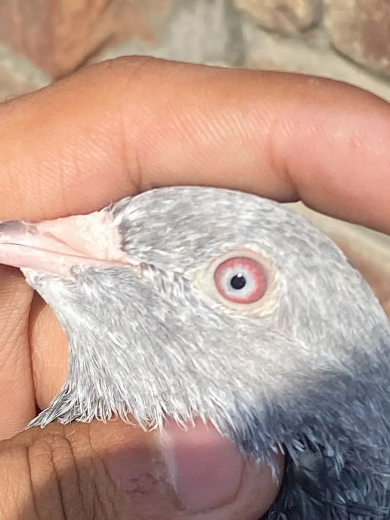 GOLDEN BREEDER MAIL TOP QUALITY BIRD — photo 9