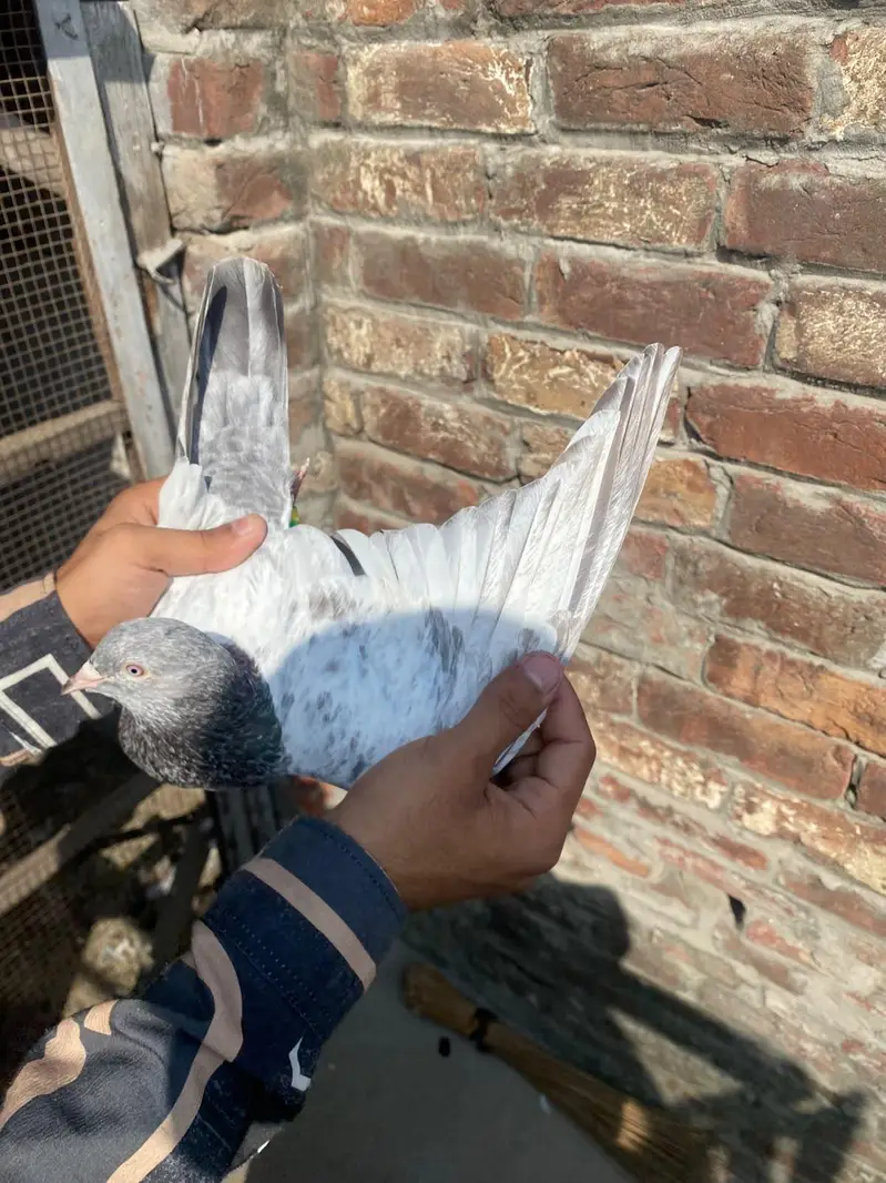 GOLDEN BREEDER MAIL TOP QUALITY BIRD — photo 10