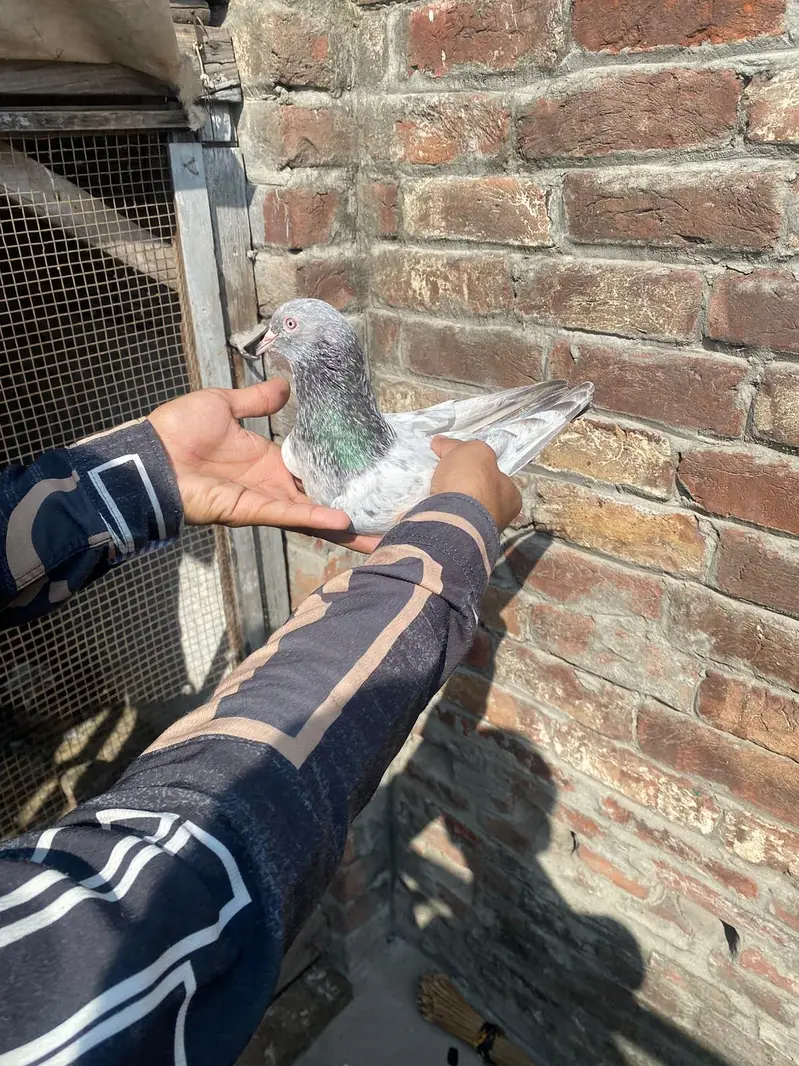 GOLDEN BREEDER MAIL TOP QUALITY BIRD — photo 11