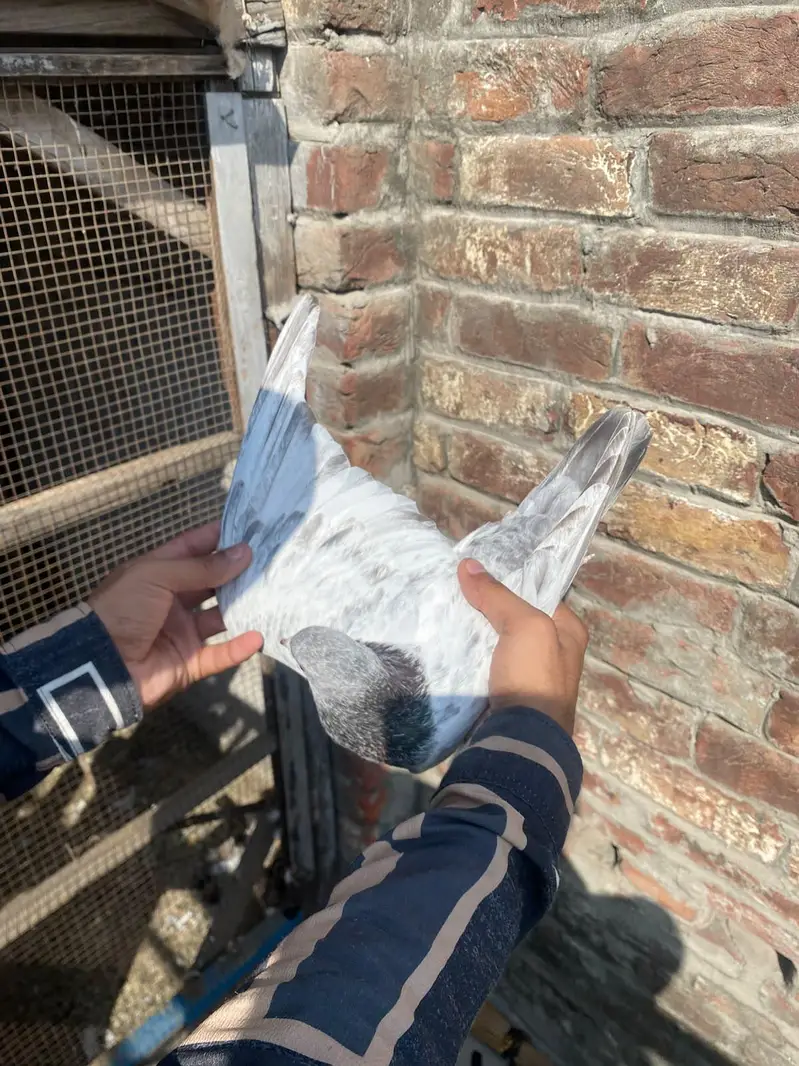 GOLDEN BREEDER MAIL TOP QUALITY BIRD — photo 12