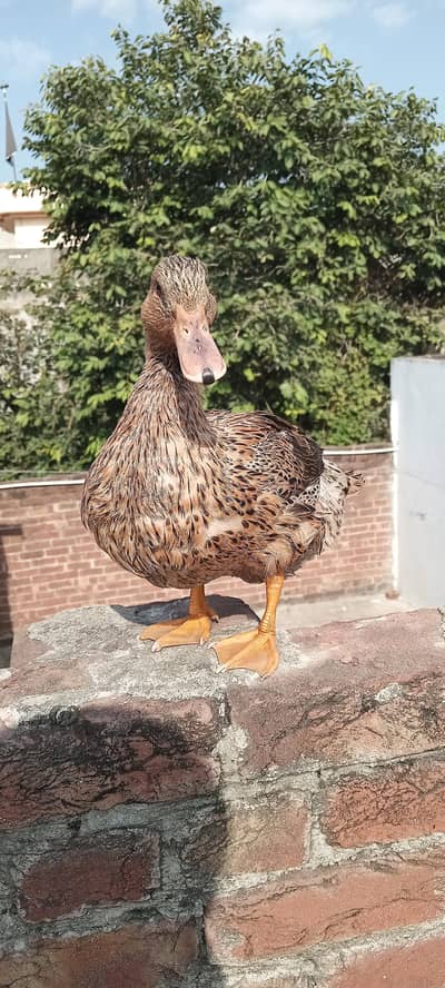 2 female 1 male duck