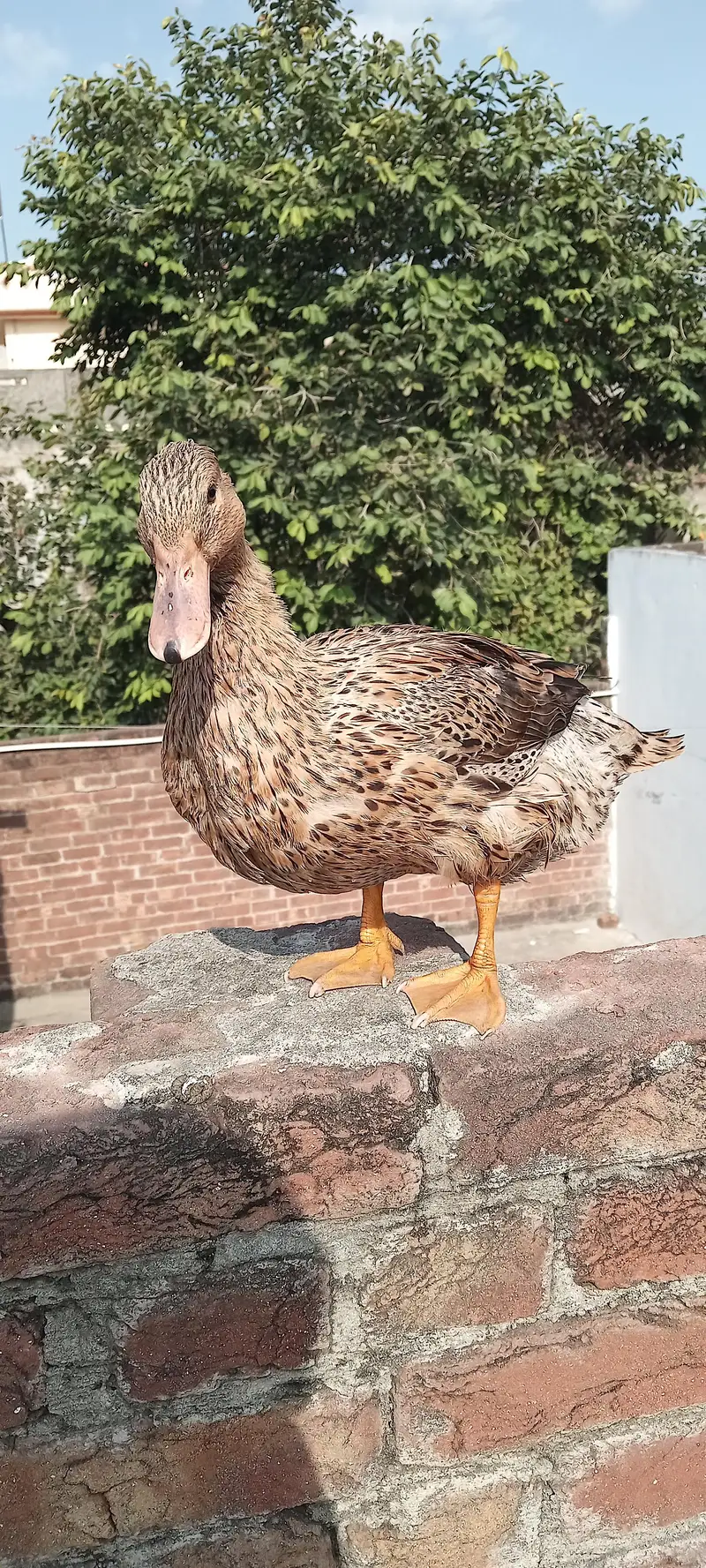 2 female 1 male duck — photo 2