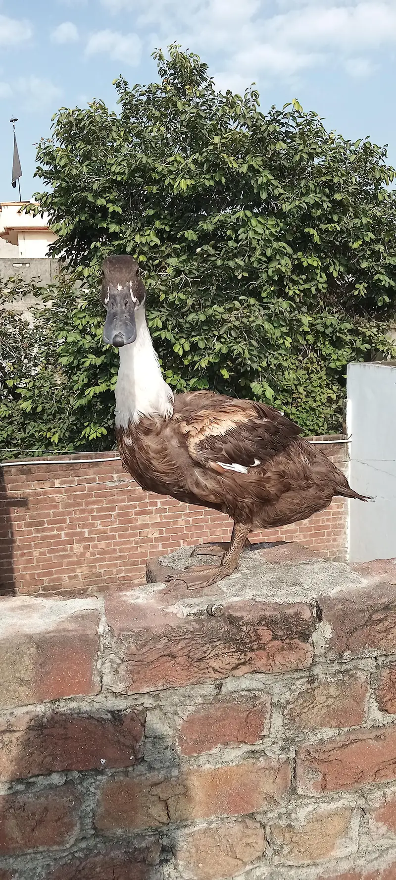 2 female 1 male duck — photo 3