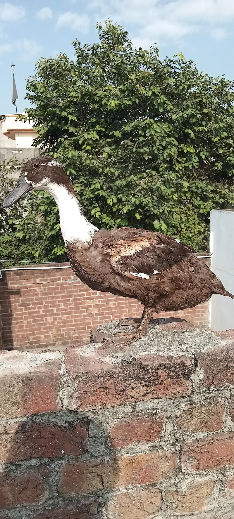 2 female 1 male duck — photo 4