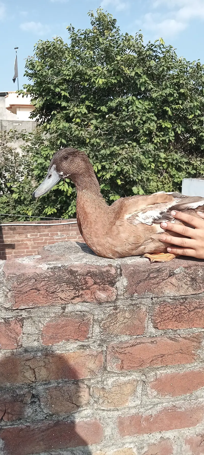 2 female 1 male duck — photo 5