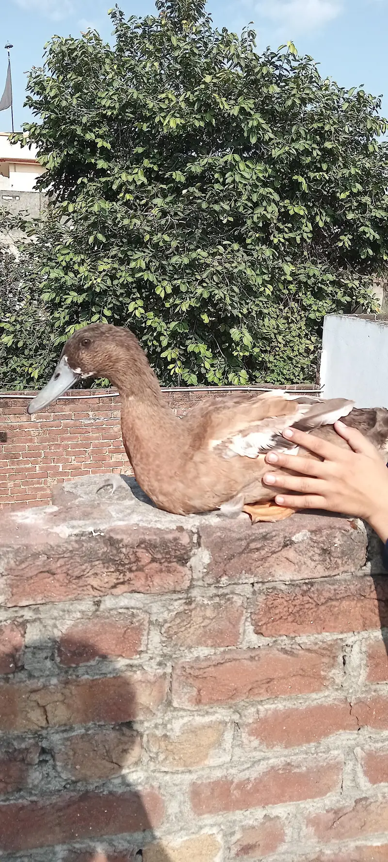 2 female 1 male duck — photo 6