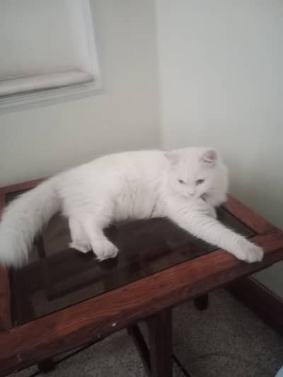 Two Persian Cats sisters, versions available for sale