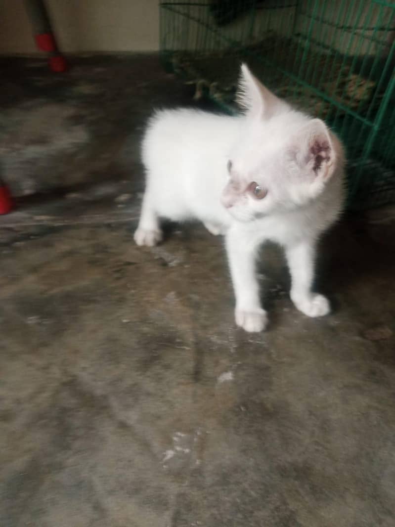 White Cat 0