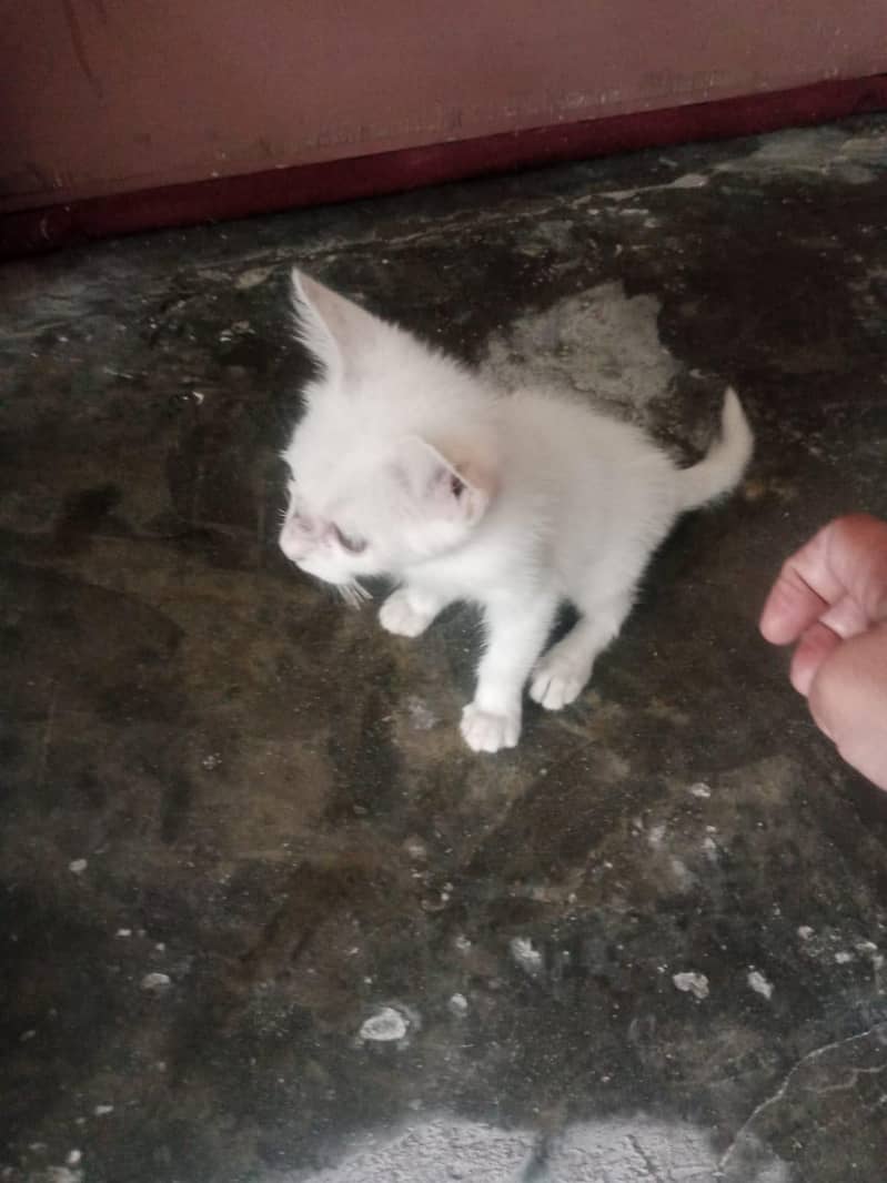 White Cat 1