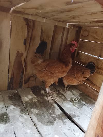 2 Desi misri Murgiyan Andy day rahi he with cage