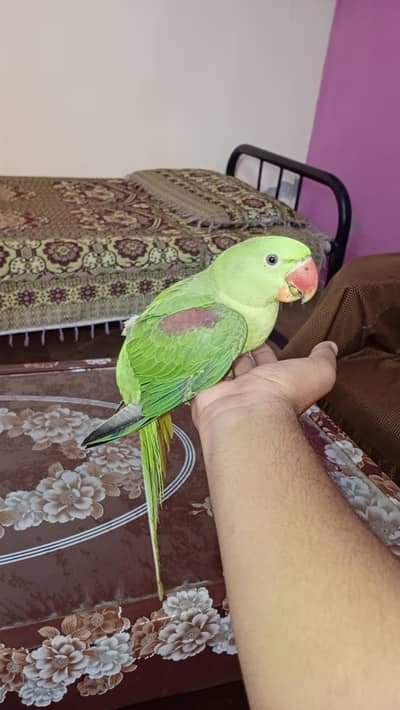 Raw parrot female