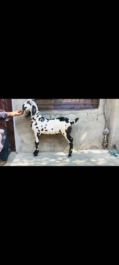 Mashllah kherra bakra sehat mand active full Charo qurbai kay leye