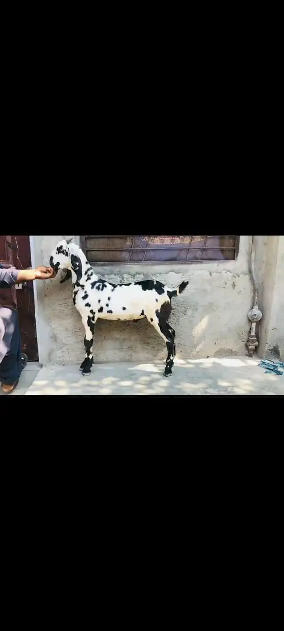 Mashllah kherra bakra sehat mand active full Charo qurbai kay leye — photo 2