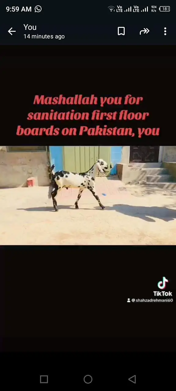 Mashllah kherra bakra sehat mand active full Charo qurbai kay leye — photo 3