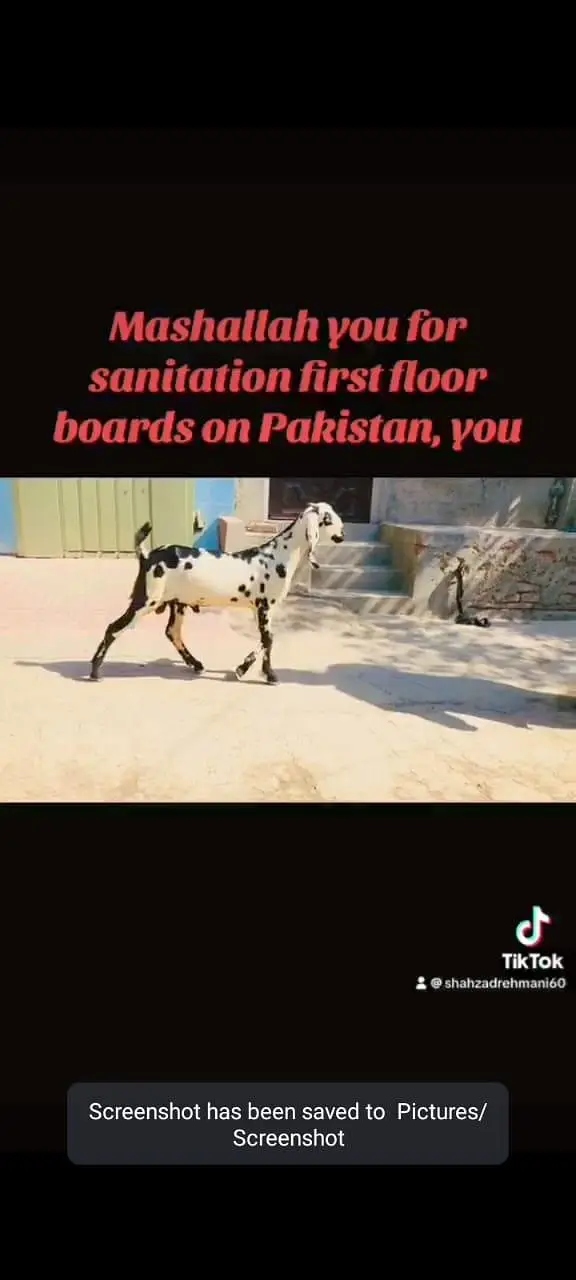 Mashllah kherra bakra sehat mand active full Charo qurbai kay leye — photo 4