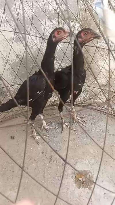 Aseel bird