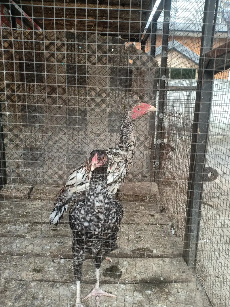Aseel bird — photo 2