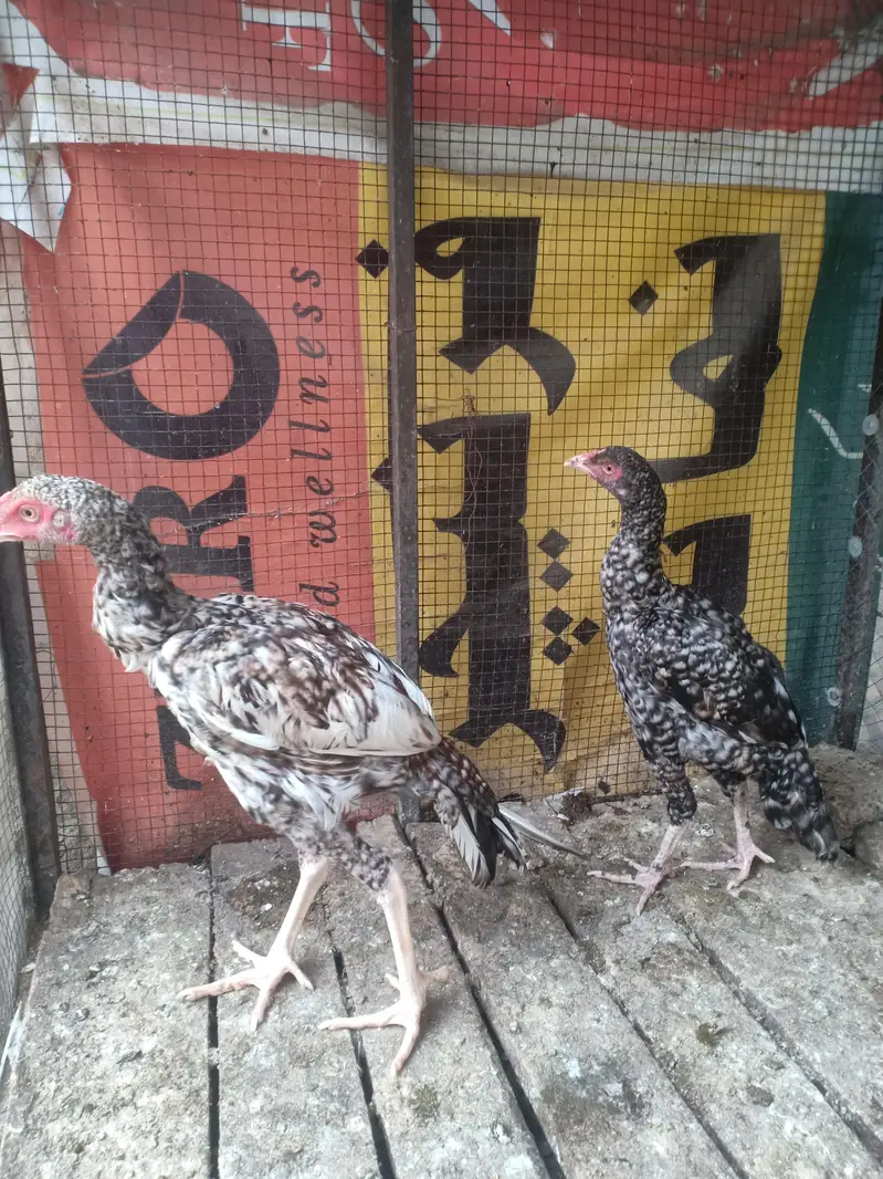 Aseel bird — photo 3
