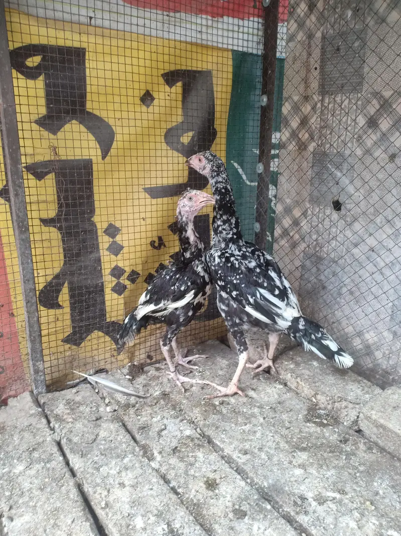 Aseel bird — photo 4