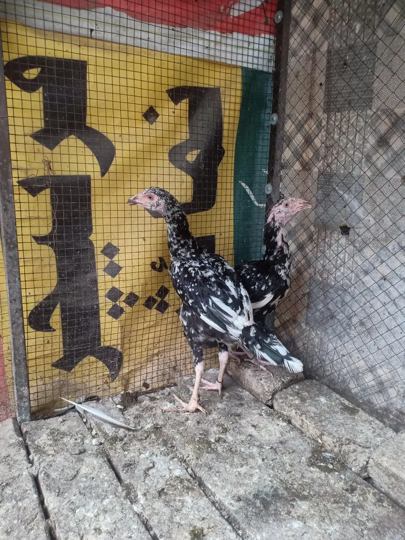 Aseel bird — photo 5