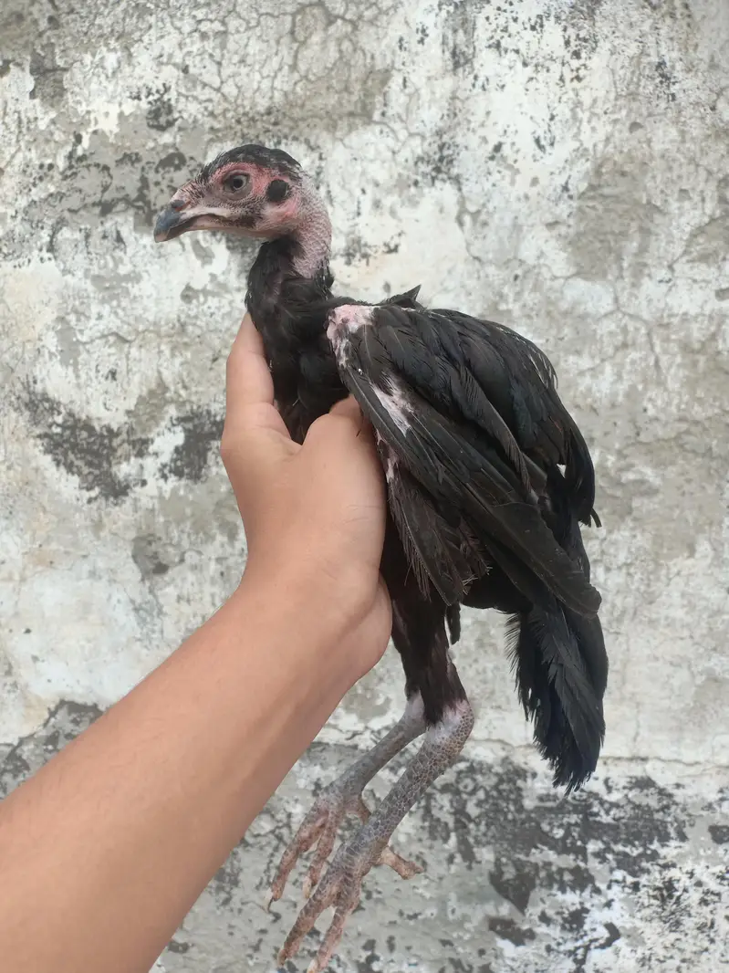 Aseel bird — photo 6