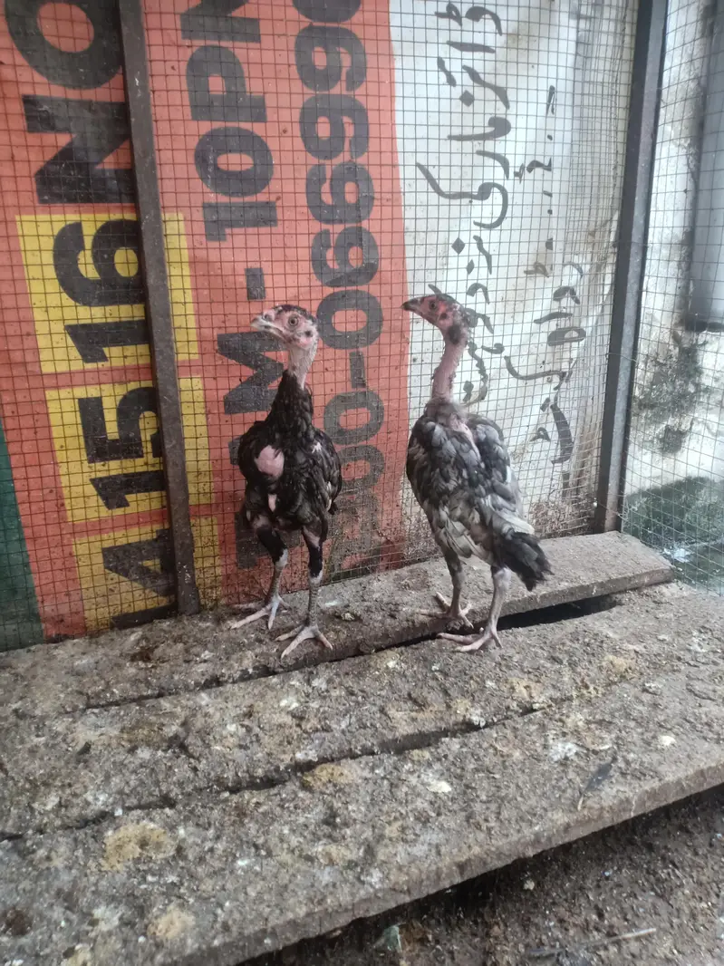 Aseel bird — photo 7