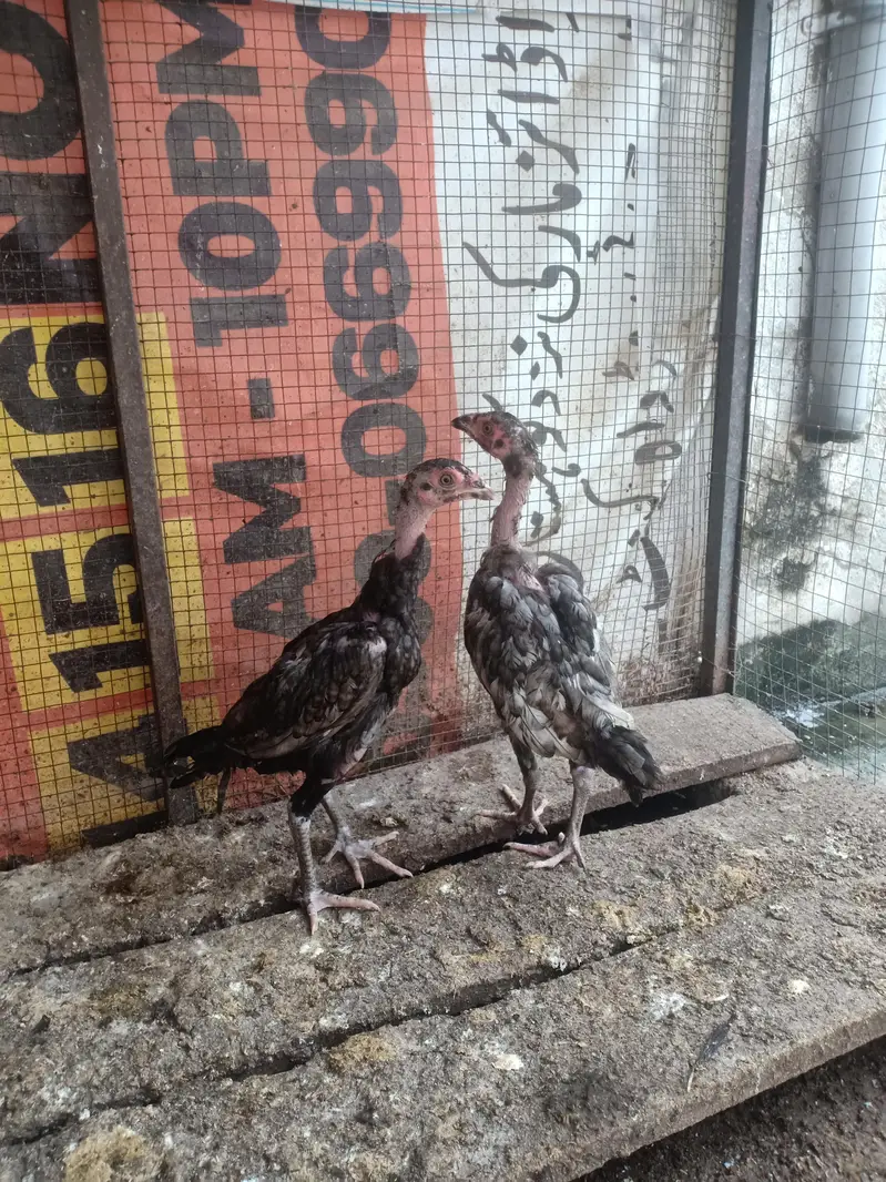 Aseel bird — photo 8