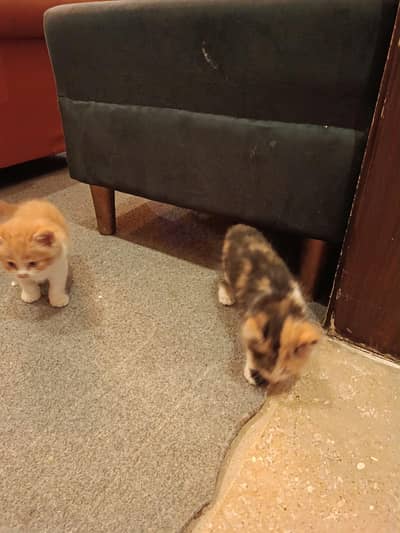 Cute Calico kitten