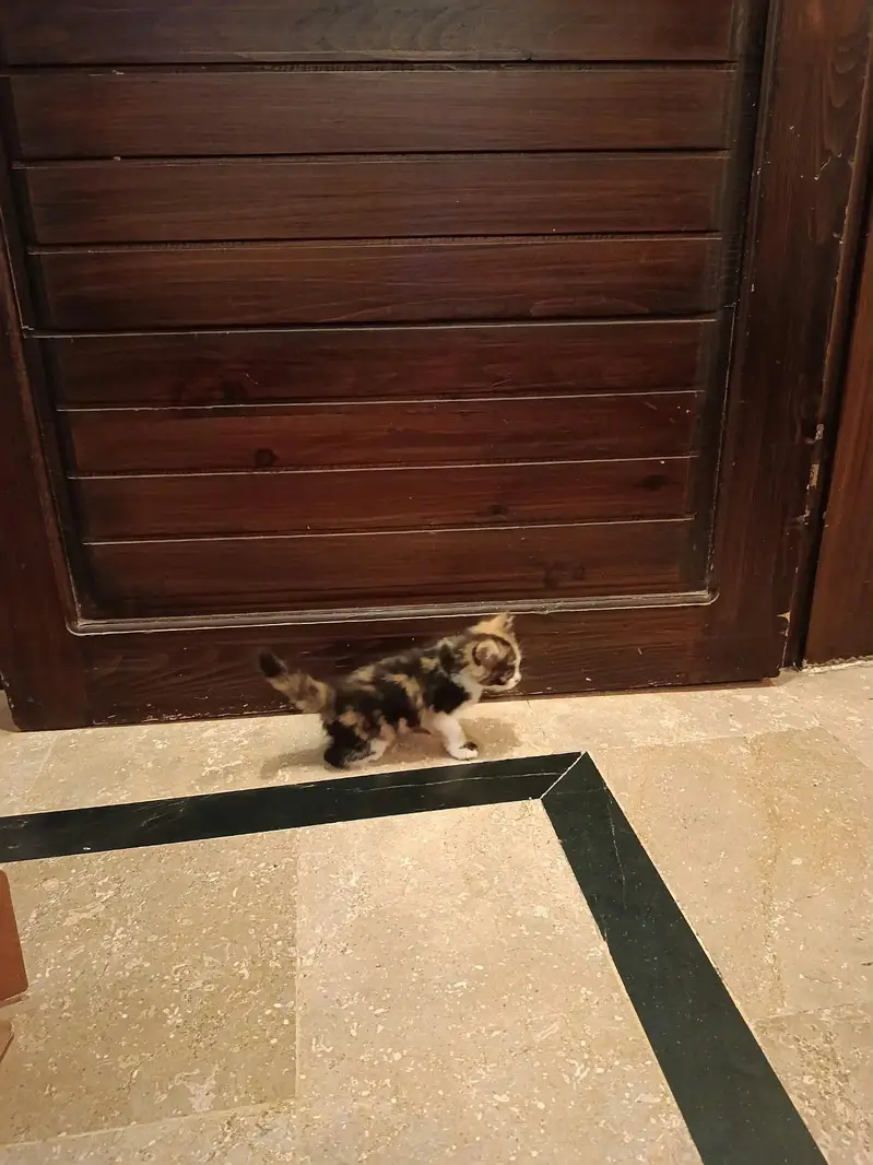 Cute Calico kitten — photo 2
