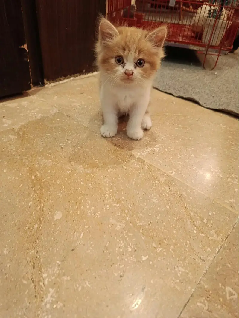Cute Calico kitten — photo 3