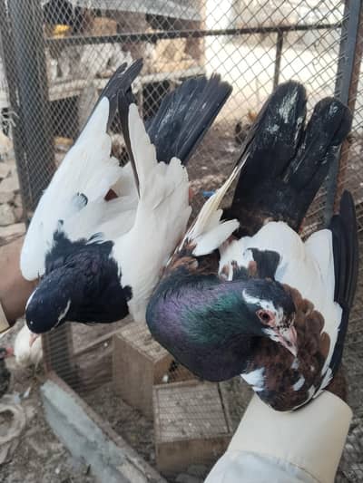 lary Howe  aur breeder pair sia khal