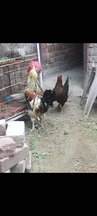 goldan misri desi pair