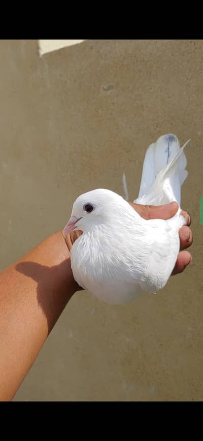 white mako malel for sale. .