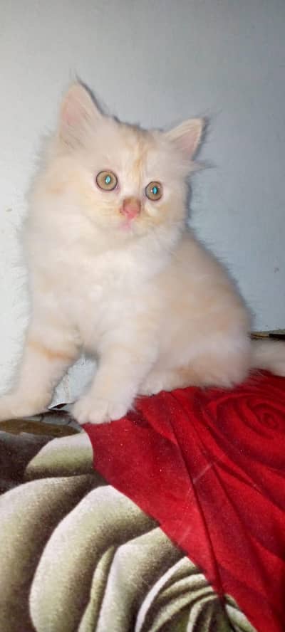 cats Persian 3 cats