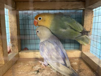 love birds
