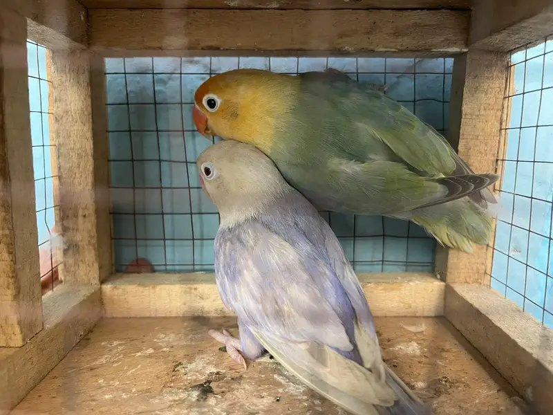 love birds — photo 2