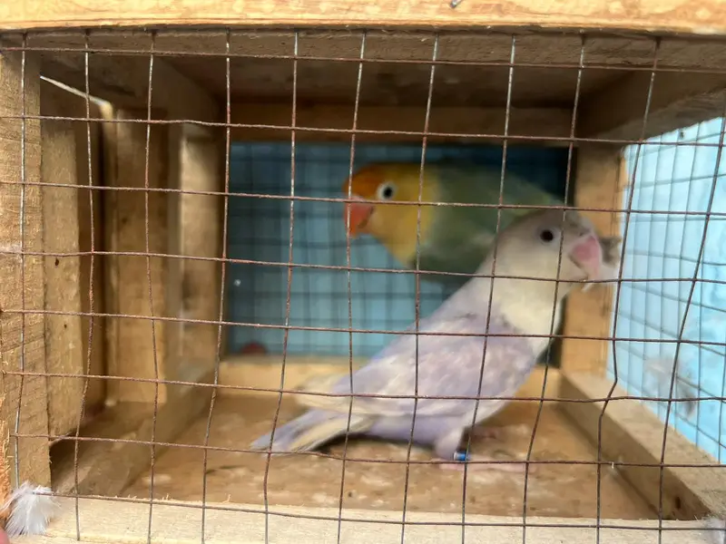 love birds — photo 3