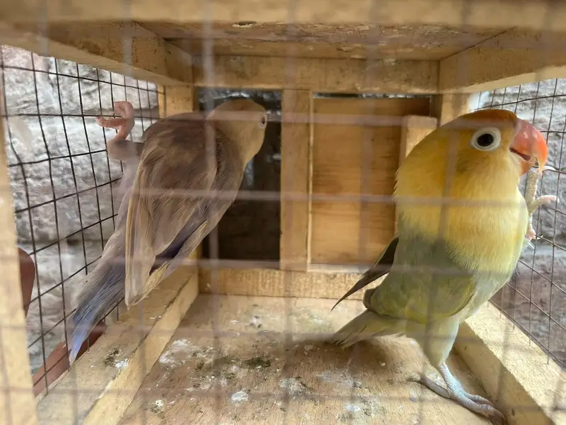 love birds — photo 4