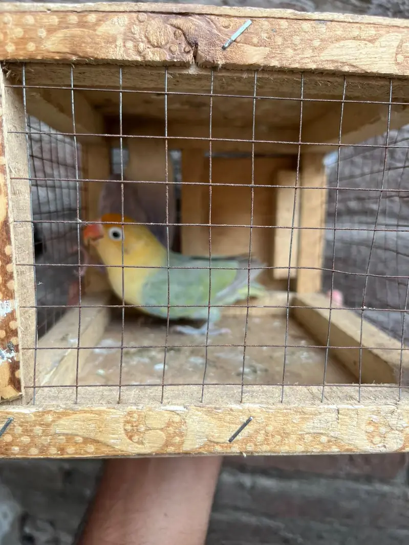 love birds — photo 7