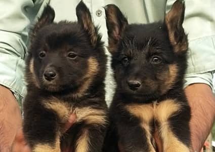 long coat German Shepherd pair for sale