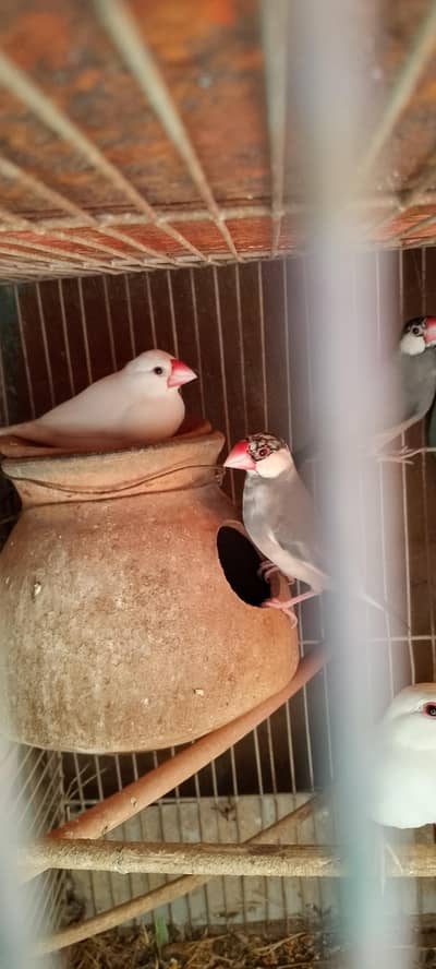 Jawa finches for sale. . .