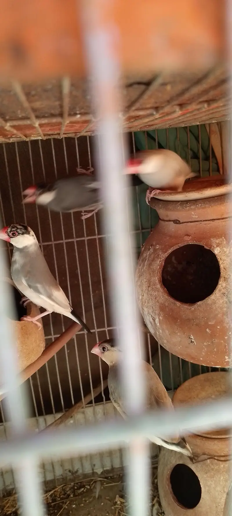 Jawa finches for sale. . . — photo 2