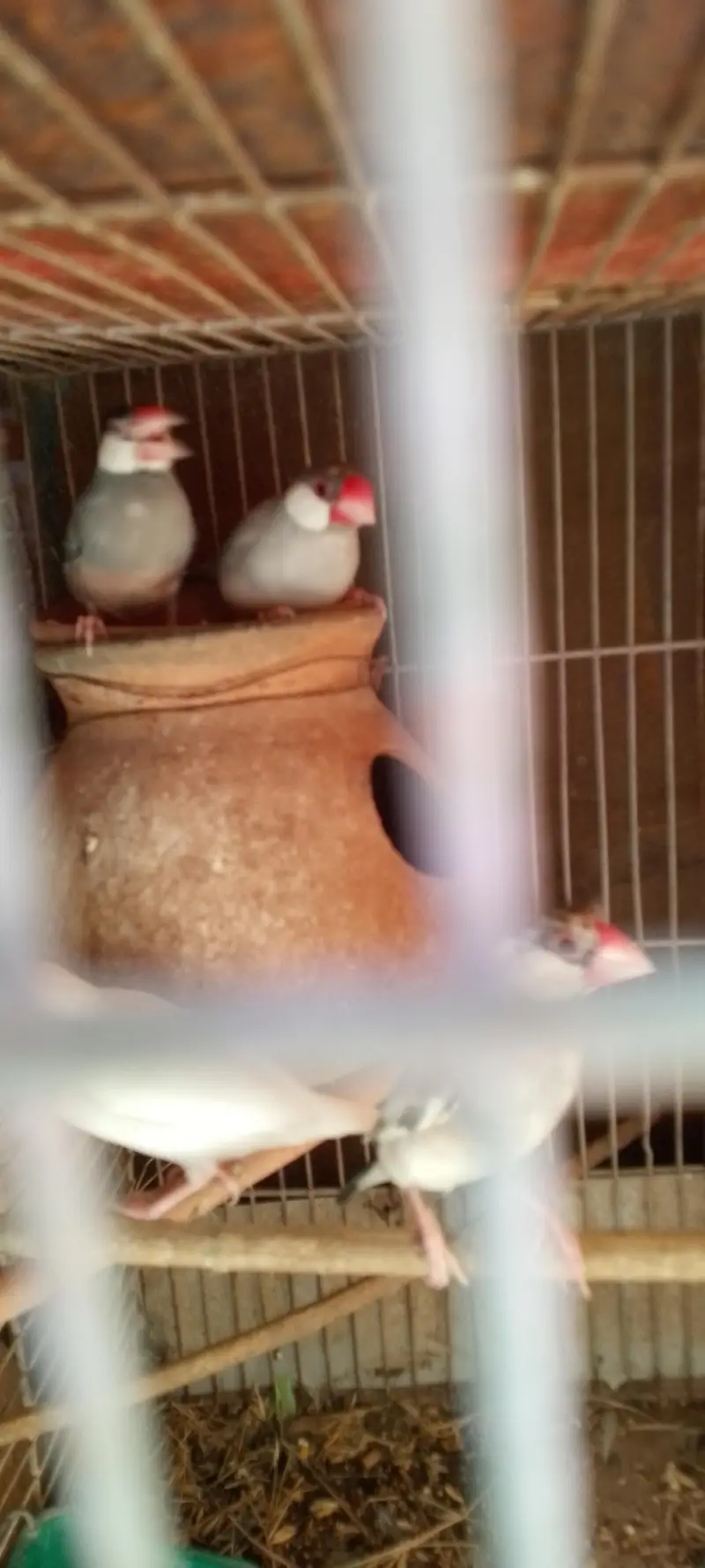 Jawa finches for sale. . . — photo 3