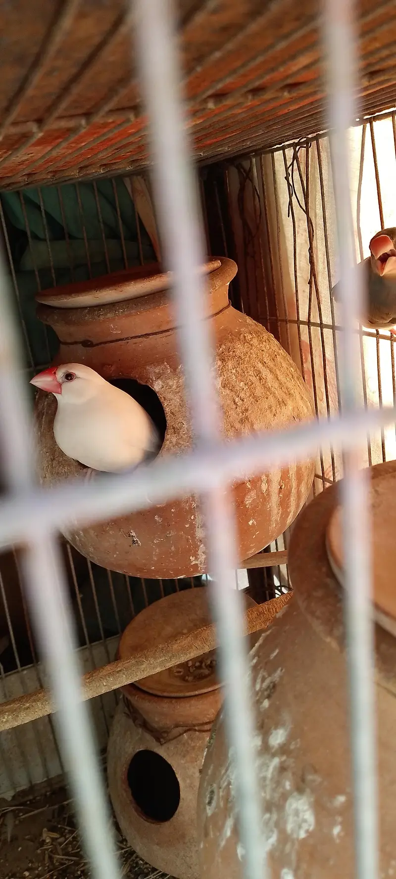 Jawa finches for sale. . . — photo 4