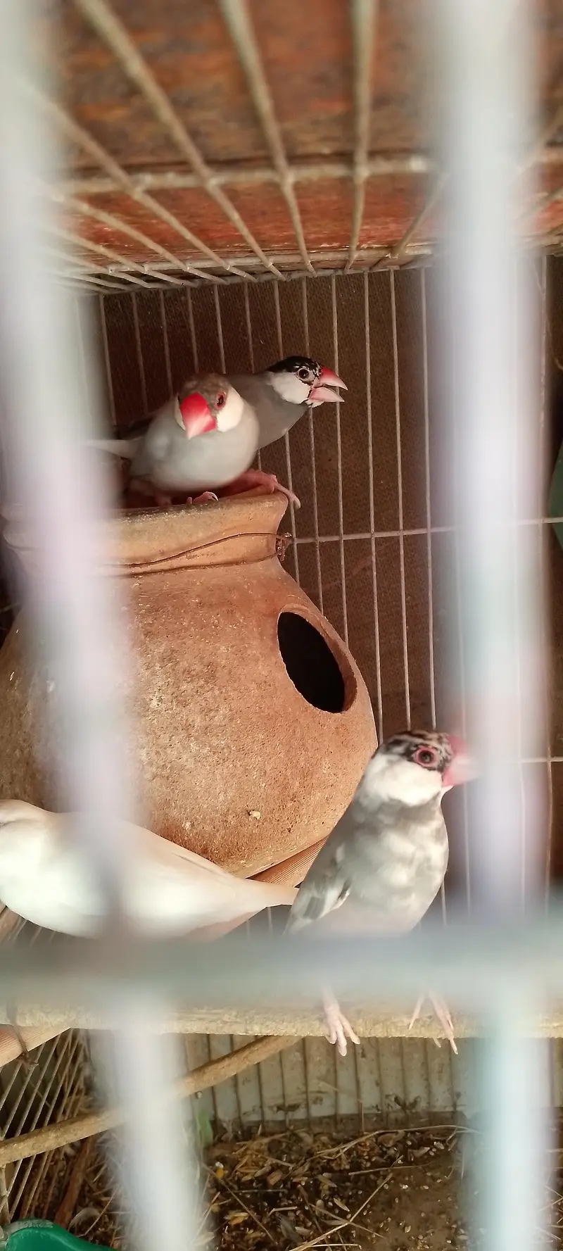Jawa finches for sale. . . — photo 5