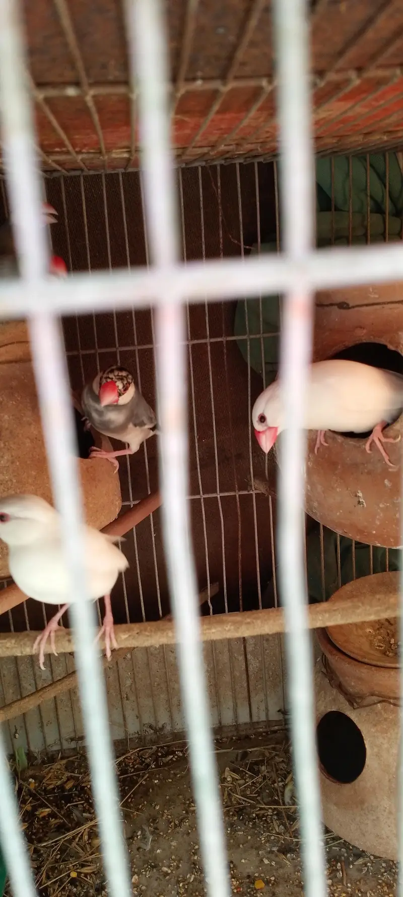 Jawa finches for sale. . . — photo 6